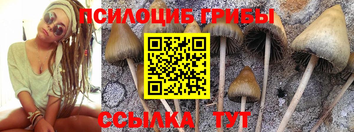 Псилоцибиновые грибы Cubensis Благодарный